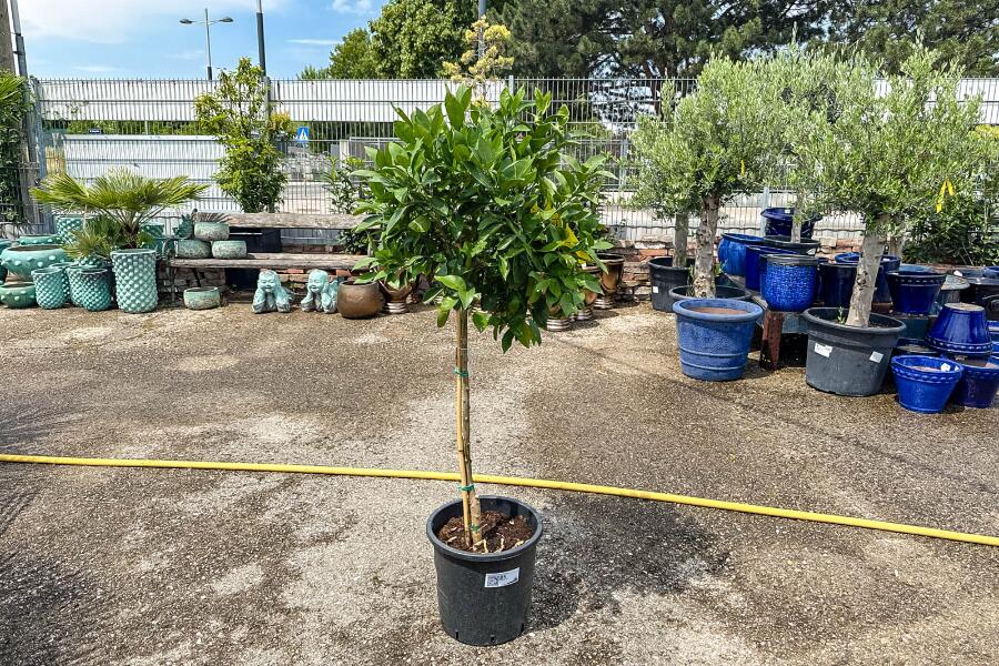 Orangenbaum Citrus sinensis